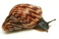 Achatina balteata infrafusca Congo juvenil 2,5cm